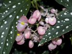 Bégonia maculé, Tamaya, Begonia maculata