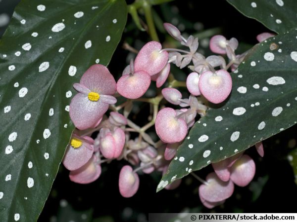 Bégonia maculé, Tamaya, Begonia maculata : planter, cultiver, multiplier