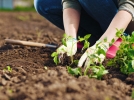 Bien prparer son potager au printemps