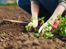Bien pr�parer son potager au printemps
