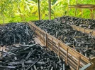 Biochar : la solution naturelle qui r�g�n�re les sols, stocke le carbone et relance la vie du sol