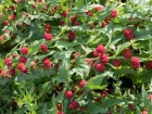 �pinard-fraise (Chenopodium capitatum) : un l�gume oubli� aux �tonnants fruits rouges