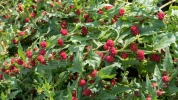 �pinard-fraise (Chenopodium capitatum) : un l�gume oubli� aux �tonnants fruits rouges