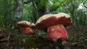 A la d�couverte des bolets toxiques : comment les identifier en for�t