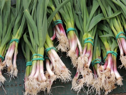 L'aillet, la petite gourmandise du printemps