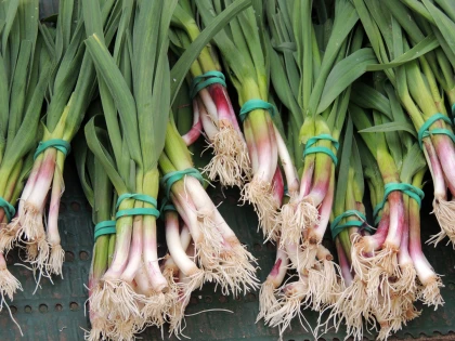 L'aillet, la petite gourmandise du printemps