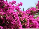Savoir choisir et entretenir son bougainvillier