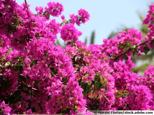 Bougainvillier aux bractées très colorées