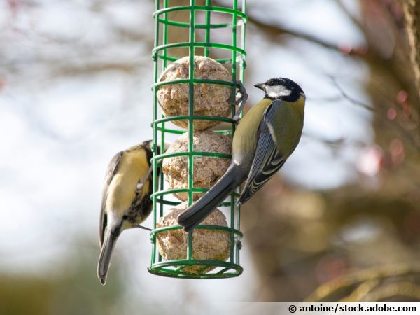 Boules de graisse pour oiseaux des jardins : retirez les filets