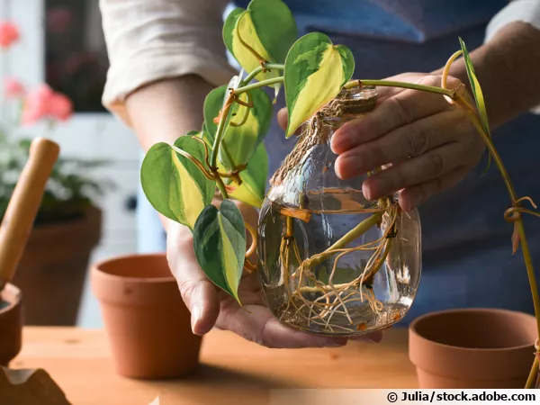 Bouture de pothos avec des racines prête à être plantée en pot