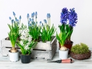 Comment planter des bulbes en pot?