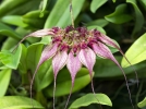 Bulbophyllum