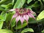 Un Bulbophyllum rothschildianum en fleurs