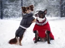 Un manteau pour mon chien en hiver�?
