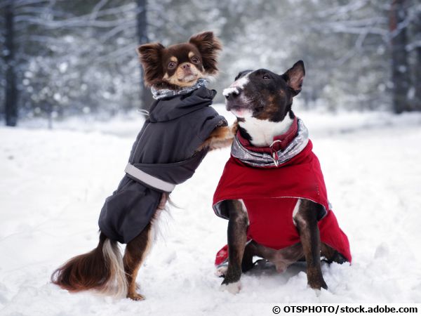 Bull terrier and chihuahua avec un manteau pour l'hiver