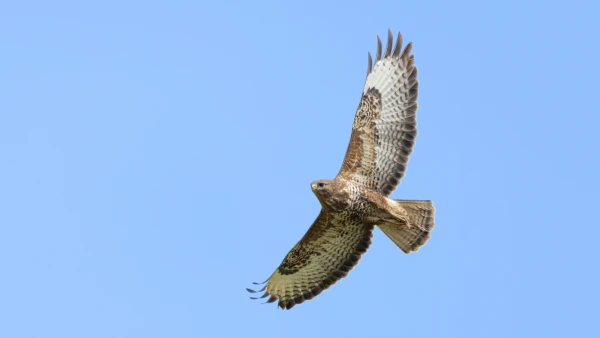 Une buse variable en France