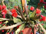 Les cactus épiphytes, des splendeurs aux fleurs spectaculaires