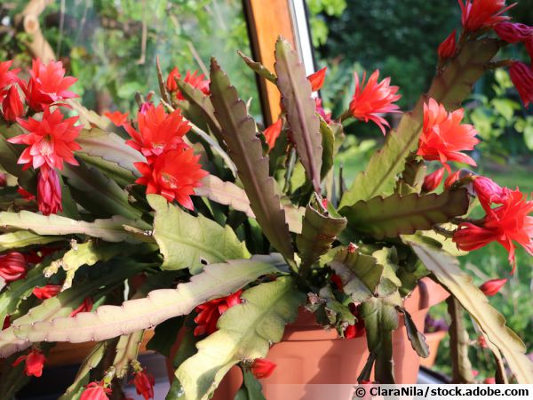 Cactus Epiphyllum aux spectaculaires fleurs rouges