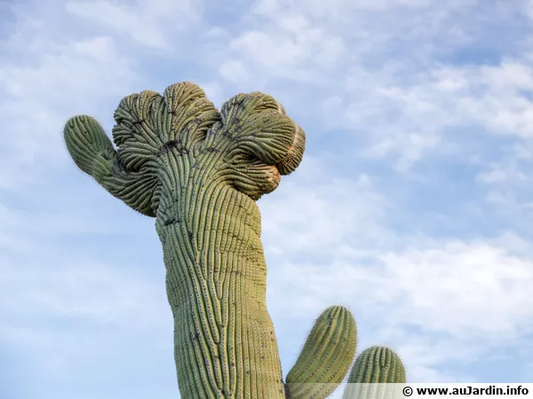 Cactus saguaro  crte, un cactus colonnaire finissant en ventail