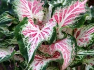 Ailes d'ange (Caladium bicolor) : une plante tropicale au feuillage color� unique