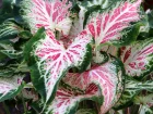 Caladium bicolore, Ailes d'ange, Caladium bicolor