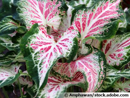 Ailes d'ange (Caladium bicolor) : une plante tropicale au feuillage color� unique