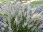 Herbe aux diamants, Calamagrostide de Corée, Herbe à plume de Corée, Calamagrostis brachytrica