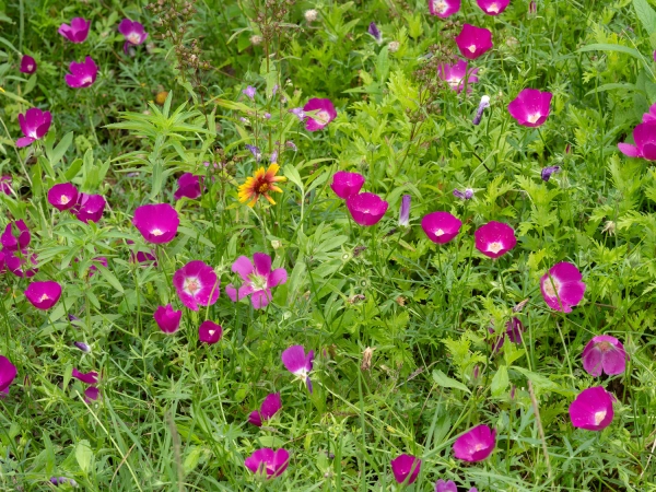 Mauve-pavot, Callirhoe involucrata