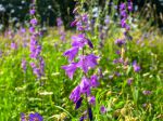 Campanule à larges feuilles, Campanula latifolia