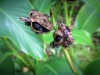 Comment semer des graines de canna�?