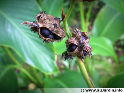 Comment semer des graines de canna�?