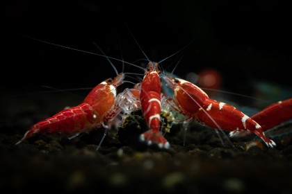 Crevettes d'eau douce, entretien et �levage en aquarium