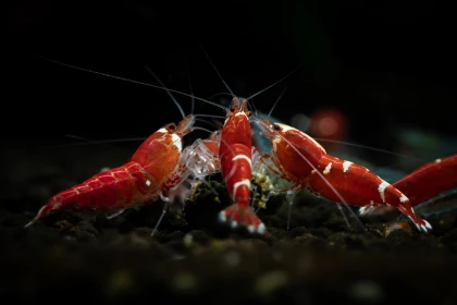 Crevettes d'eau douce, entretien et �levage en aquarium