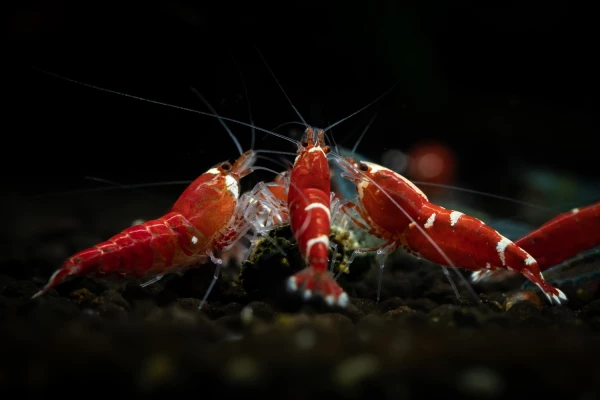 Groupe de crevettes Crystal Super Red se nourrissant dans un aquarium d'eau douce