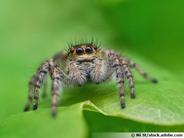 Femelle de Carrhotus xanthogramma, une araignée sauteuse