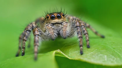 Araign�e sauteuse : un arachnide inoffensif aux capacit�s �tonnantes