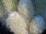 Cactus tte de vieillard, Cactus barbe de vieillard, Cephalocereus senilis