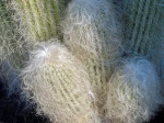 Cactus t�te de vieillard, Cactus barbe de vieillard, Cephalocereus senilis
