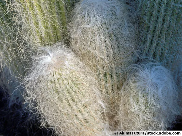 Cactus tte de vieillard, Cactus barbe de vieillard, Cephalocereus senilis