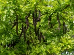 Caroubier (Ceratonia siliqua) : l'arbre aux caroubes