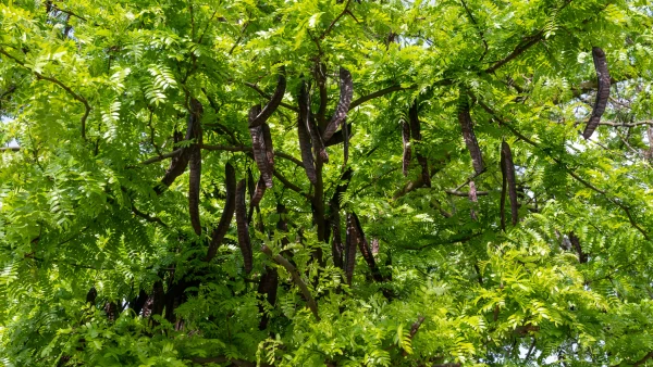 Caroubier (Ceratonia siliqua) : l'arbre aux caroubes