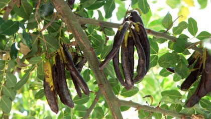 Caroubier (Ceratonia siliqua) : cultiver l'arbre aux caroubes en France