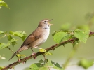 La bouscarle de Cetti, l'oiseau des roseaux
