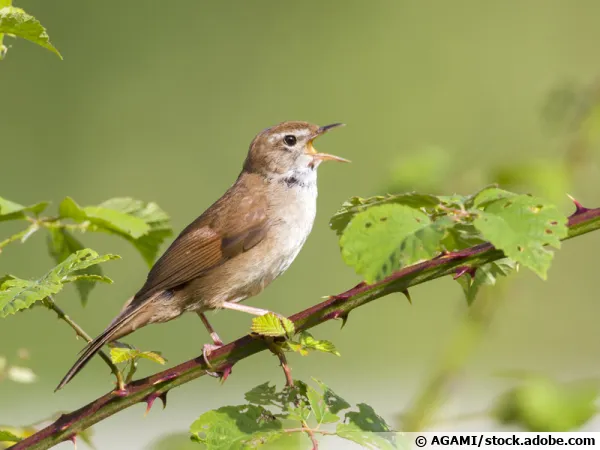 La bouscarle de Cetti (Cettia cetti), l'oiseau des roseaux