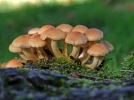 Les champignons sp�cialis�s dans la d�gradation du bois mort