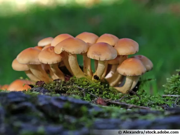 Groupe de champignons se développant sur du bois mort
