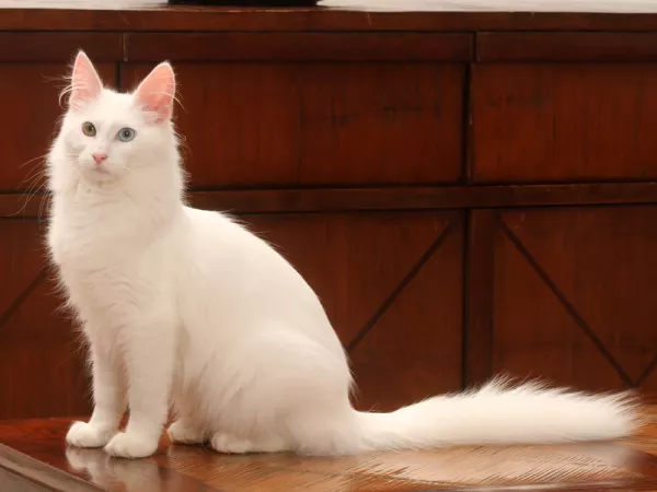 L'angora turc, un chat élégant