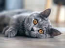Le chat British shortair, une boule de douceur