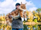 Pourquoi le Maine Coon r�gne en roi des chats XXL et s�duit tant les familles