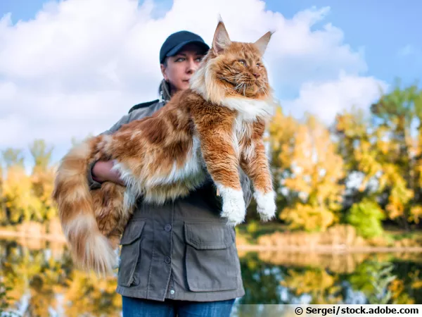 Le Maine Coon un maxi chat